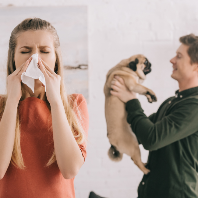 Indoor Air Quality Tips for Pet Owners Carolina Cool